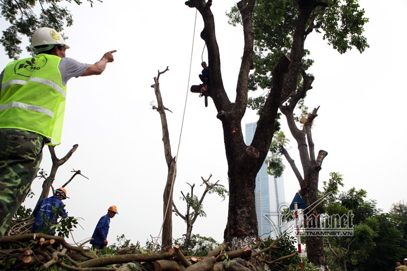 cây xanh hà nội, di chuyển cây xanh, chặt cây xanh, hà nội