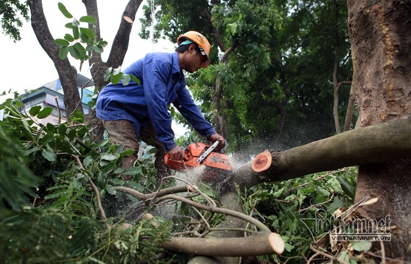 cây xanh hà nội, di chuyển cây xanh, chặt cây xanh, hà nội