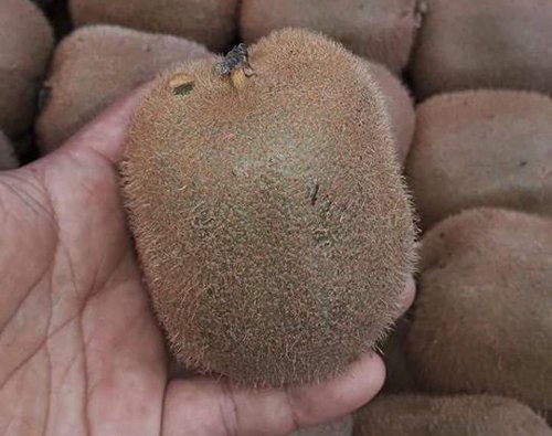 hoa quả Trung Quốc, quả kiwi, hoa quả Việt Nam, kiwi Trung Quốc, kiwi Tàu, kiwi ngoại