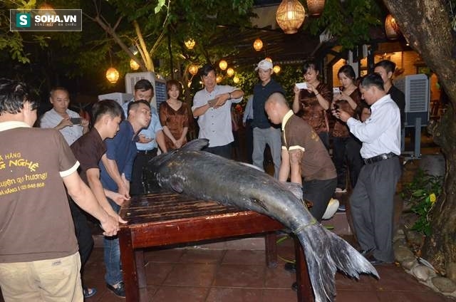 Cá tra nặng 200kg được nhà hàng ở Đà Nẵng mua với giá 400 triệu - Ảnh 1.