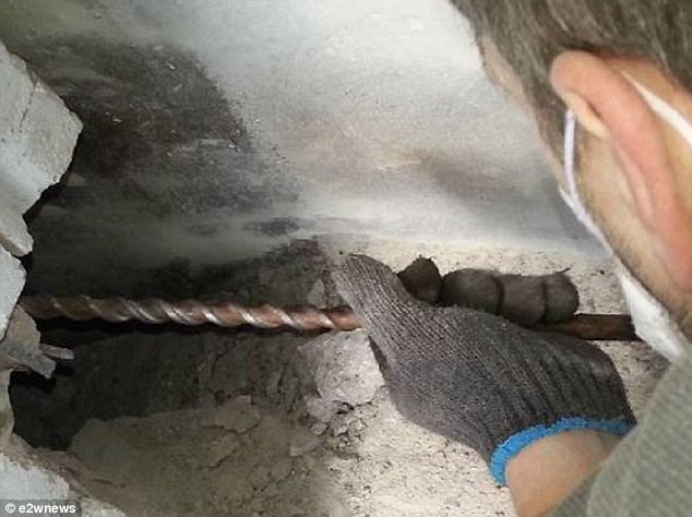Giải cứu chó mắc kẹt trong hốc tường lạnh giá suốt 3 năm - 1