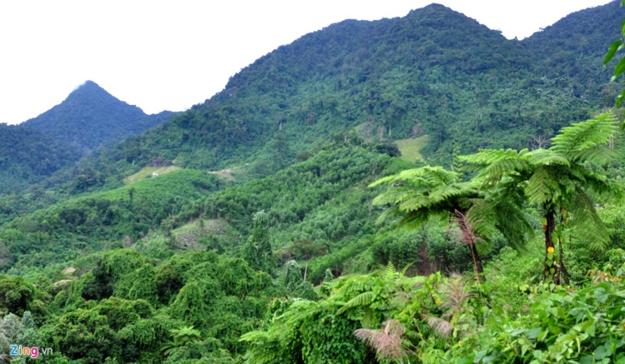 'Nguoi rung moi' 20 nam song don doc giua rung sau hinh anh 1