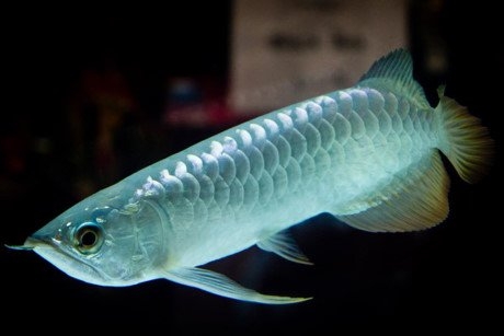 cá rồng, đắt ngang siêu xe, cá sủ vàng, cá cảnh, tiền tỷ, thú chơi, dân chơi, ô tô, siêu xe