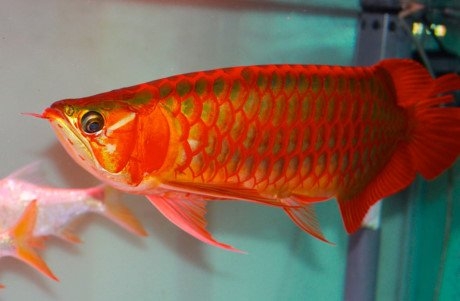 cá rồng, đắt ngang siêu xe, cá sủ vàng, cá cảnh, tiền tỷ, thú chơi, dân chơi, ô tô, siêu xe