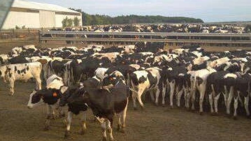 Mỹ: Hoảng hốt phát hiện xác 40 con mèo trong tủ lạnh - 2