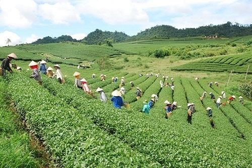 Đến Mộc Châu, du khách không quên ngắm đồi chè xanh mơn mởn nơi đây.