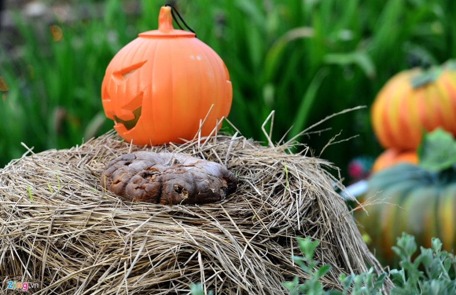 Vuon bi ngo dam chat Halloween o Sai Gon hinh anh 6