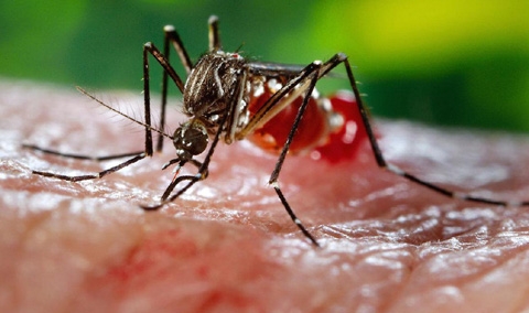 mot tre 4 tuoi o long an nhiem virus zika hinh anh 1
