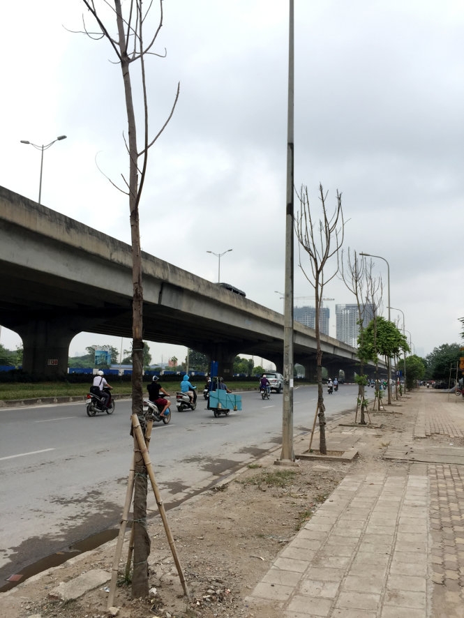 Cây Hà Nội mới trồng chết khô hàng loạt 