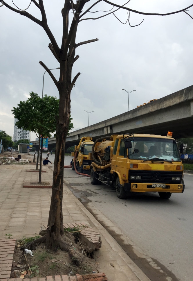 Cây Hà Nội mới trồng chết khô hàng loạt 
