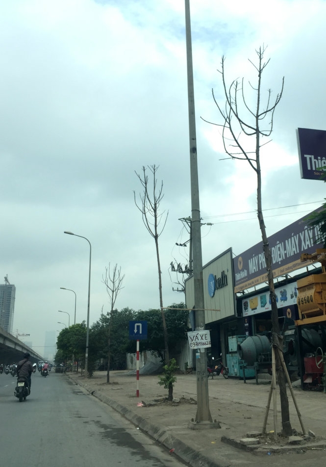 Cây Hà Nội mới trồng chết khô hàng loạt 