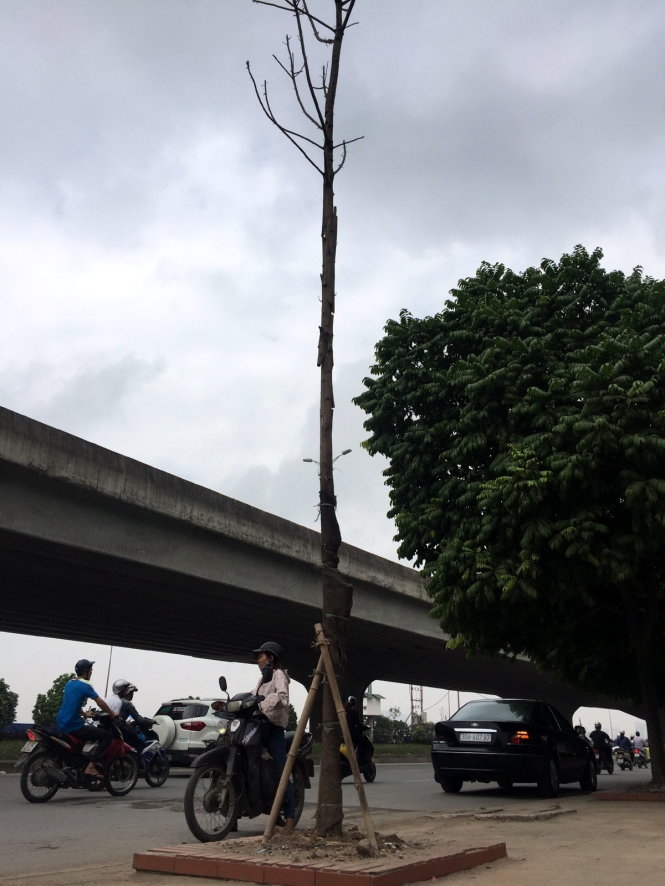 Cây Hà Nội mới trồng chết khô hàng loạt 