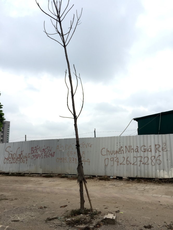 Cây Hà Nội mới trồng chết khô hàng loạt 