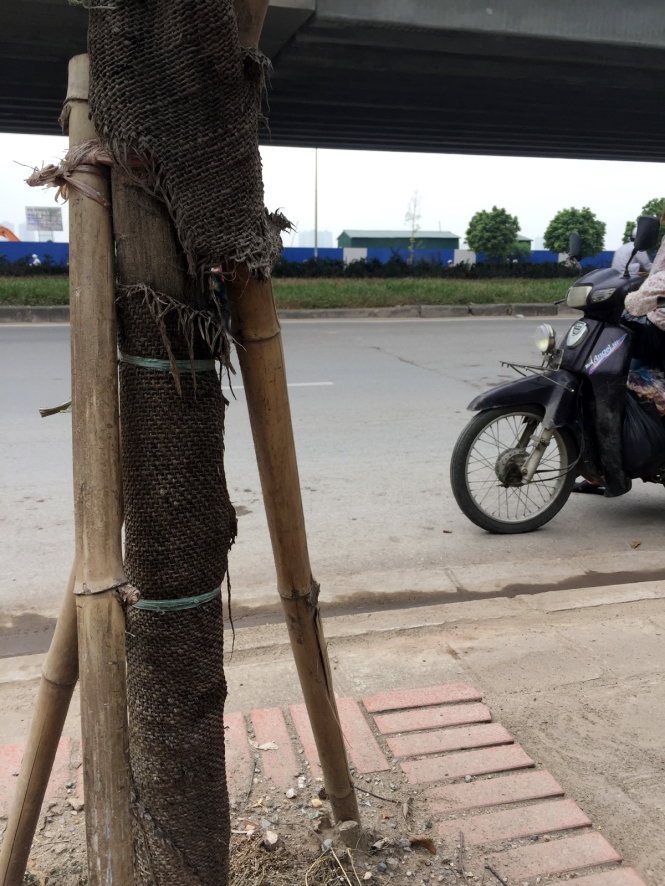 Cây Hà Nội mới trồng chết khô hàng loạt 