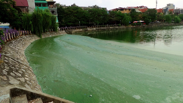 Váng màu xanh đặc quánh bị gió thổi dạt ven bờ.