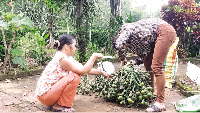 Cau bán được giá nên nhiều lái buôn tìm mua tận vườn nhà dân. Ảnh: Lê Chung