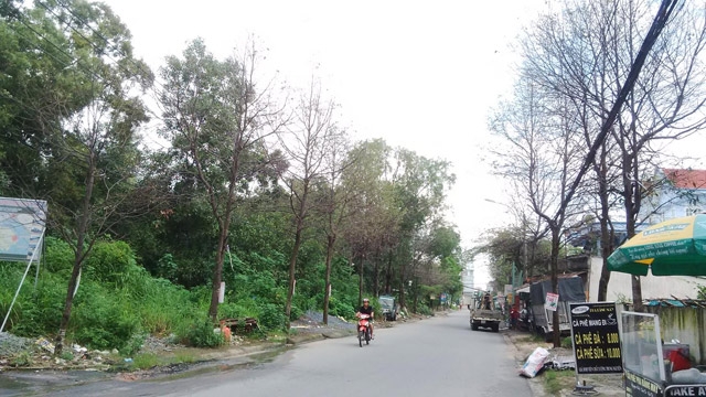 tp.hcm: sau bang ngon tay an trui la ca loat cay, dan so hai hinh anh 1