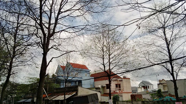 tp.hcm: sau bang ngon tay an trui la ca loat cay, dan so hai hinh anh 2