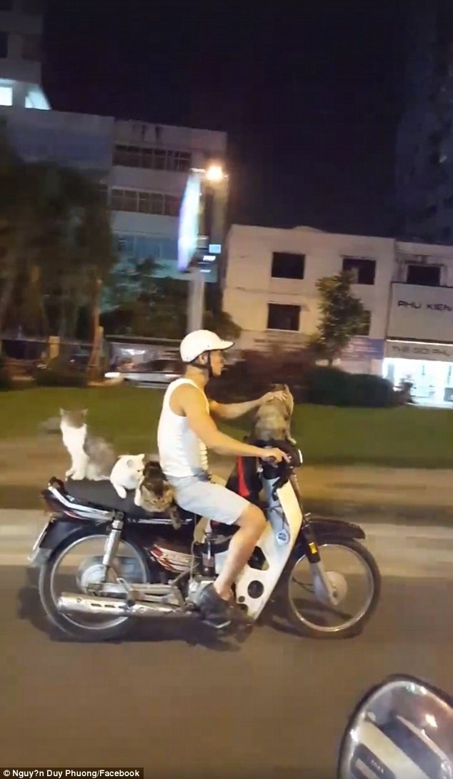 bao anh kinh ngac thanh nien vn di xe may cho 4 chu meo hinh anh 1