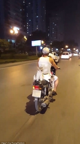 bao anh kinh ngac thanh nien vn di xe may cho 4 chu meo hinh anh 2