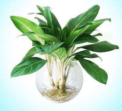 can chu y gi khi dat chau cay xanh trong phong lam viec? - 2