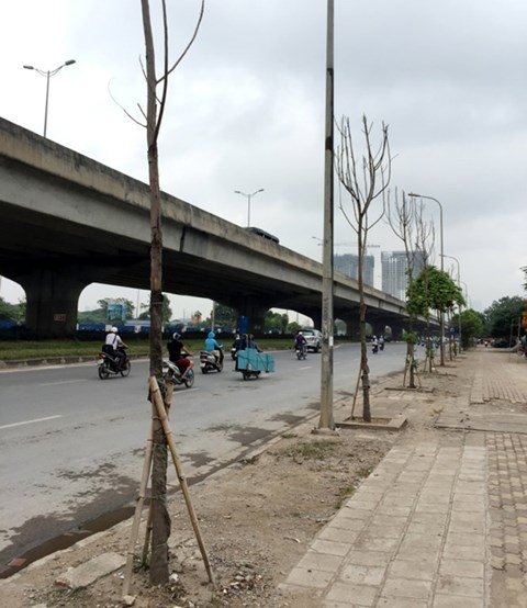 Giám đốc, giám đốc Sở Xây dựng Hà Nội, trồng cây chết khô, cấm cửa công ty