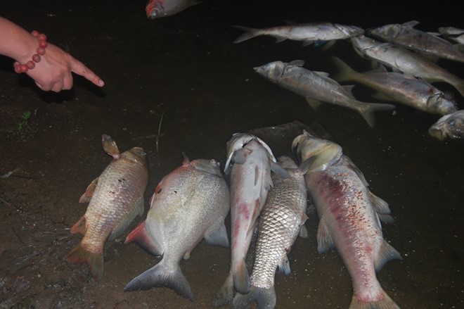 Ha Noi dieu tra nguyen nhan ca chet tai ho Linh Dam hinh anh 1