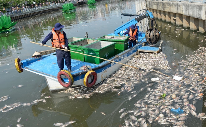 Quá nhiều cá rô phi trên kênh Nhiêu Lộc - Thị Nghè 