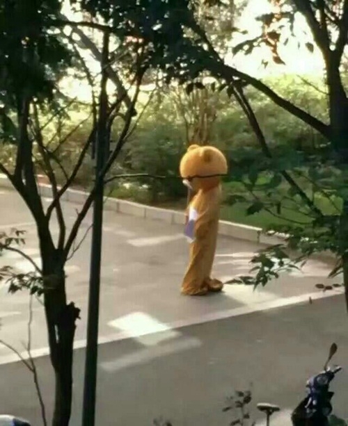 hoa gau bong to tinh, chang trai nhan cai ket dang hinh anh 3