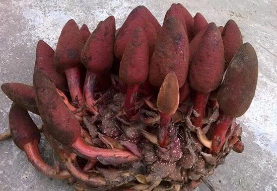 chuyện tình dục, nấm ngọc cẩu, chuyện phòng the, chuyện chăn gối, chuyện vợ chồng