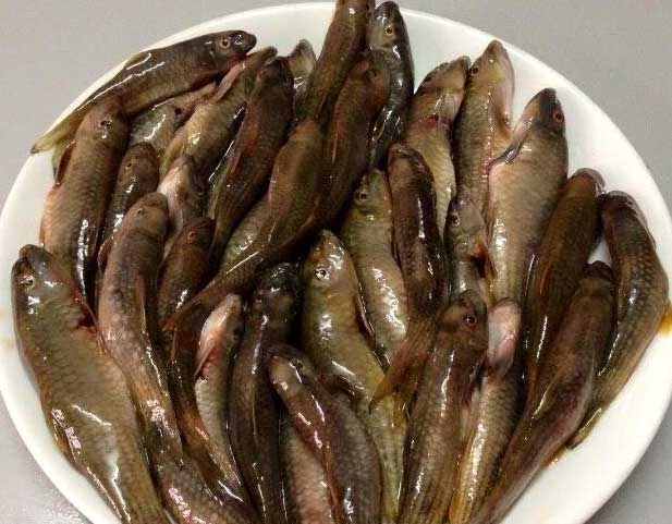 cá đồng, cá đồng miền tây, cá đồng đi máy bay, mua cá đồng, cá rô đồng