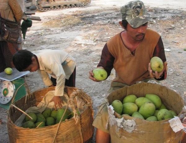 xoài nhập lậu, xoài việt nam, xuất khẩu xoài