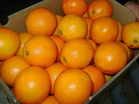 cam cao phong, cam vinh, cam sành, cao xoàn, cam trung quốc, cam bóc vỏ trung quốc, cam việt nam, cách nhận biết cam việt nam