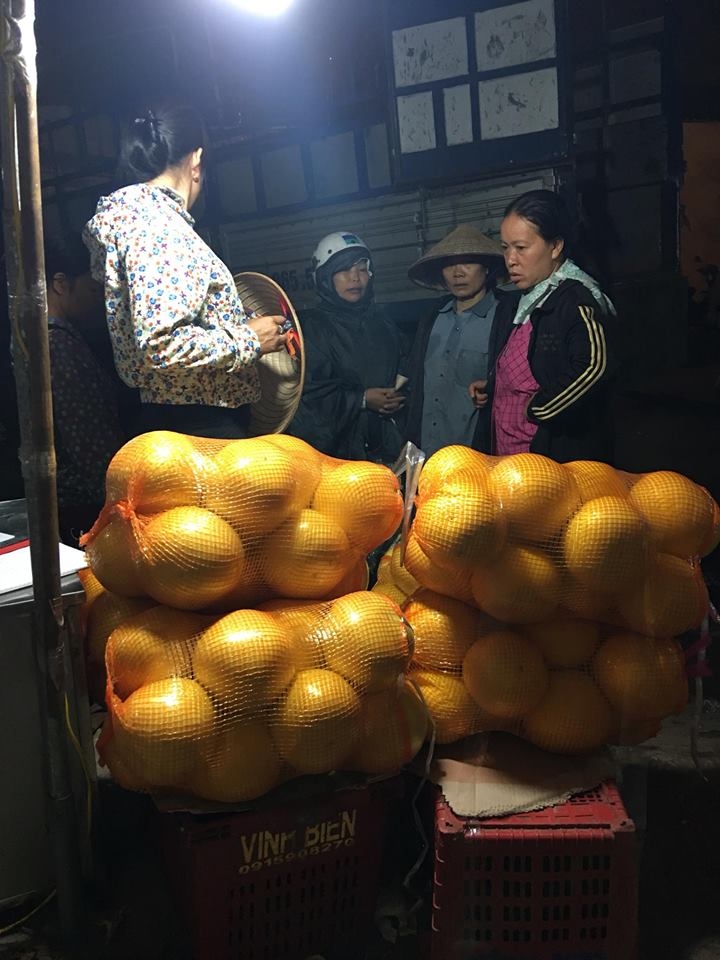bưởi trung quốc, bưởi lạ vàng bóng, bưởi vàng bóng, bưởi việt nam