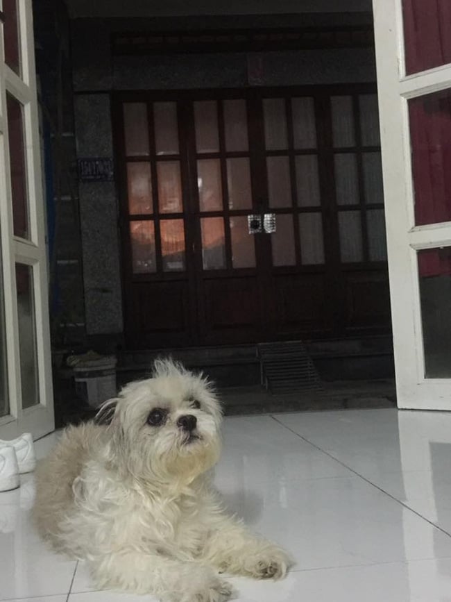 Chàng trai nhảy xuống kênh cứu chó vấp phải tin đồn... tự thả chó xuống nước để diễn sâu - Ảnh 6.