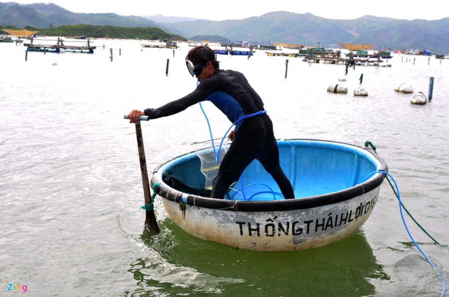 Nguoi nuoi tom hum thiet hai tram ty do mua lu hinh anh 2