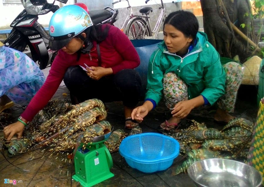 Nguoi nuoi tom hum thiet hai tram ty do mua lu hinh anh 9