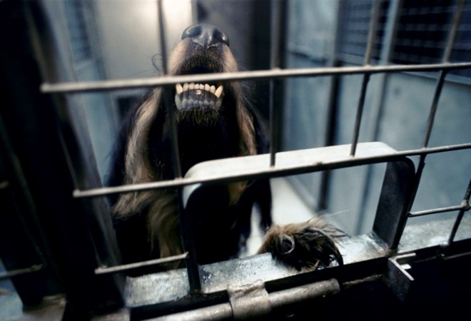 IS dung 600 con cho de danh bom cam tu hinh anh 1