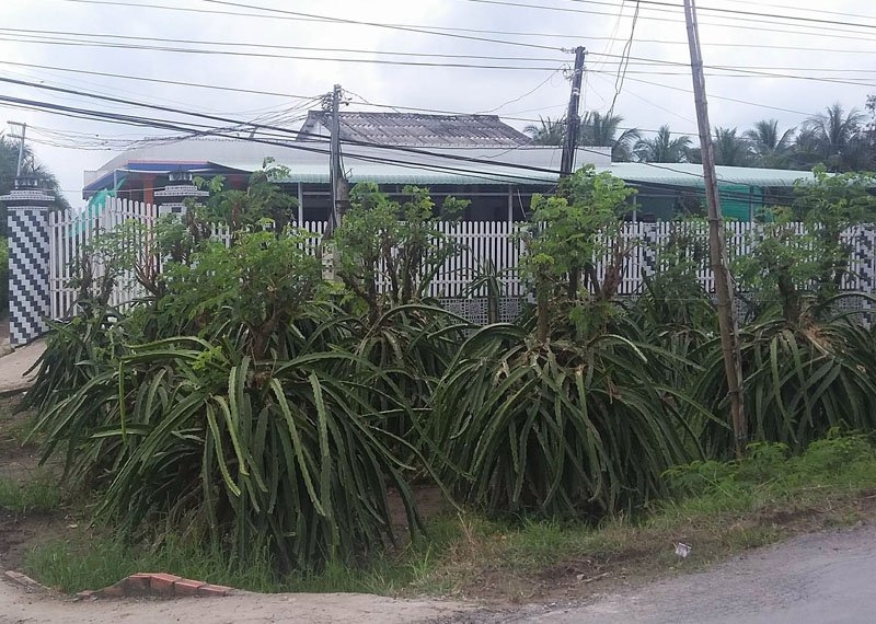 bể hụi, uống thuốc sâu, tử vong
