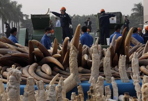 nghien nat hon 2 tan nga voi va 70 kg sung te giac de tieu huy hinh anh 1