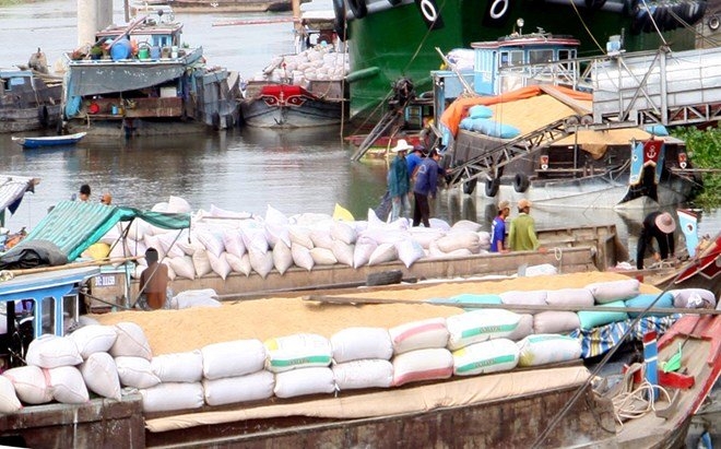 gạo việt, gạo việt nam xuất khẩu, gạo việt dính độc, gạo việt bị trả về, thị trường gạo việt