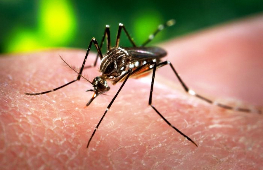 Image result for virus Zika