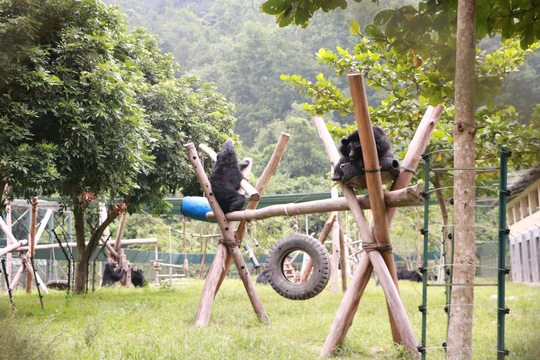  Sau khi được cứu hộ, các chú gấu sẽ được nuôi dưỡng ở môi trường bán tự nhiên 