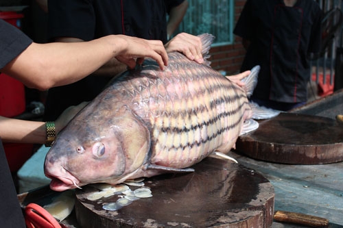 “tu quy” ca khung tu song me kong “boi” ve ha noi hinh anh 3