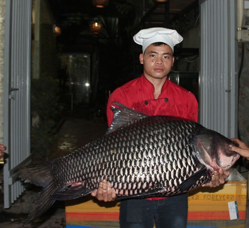 “tu quy” ca khung tu song me kong “boi” ve ha noi hinh anh 4