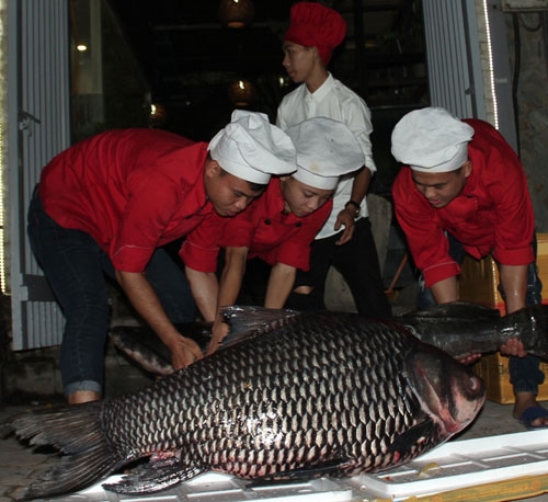 “tu quy” ca khung tu song me kong “boi” ve ha noi hinh anh 5