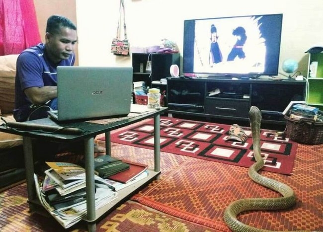 Sự thật về chàng trai Thái cưới hổ mang khổng lồ làm vợ - 2