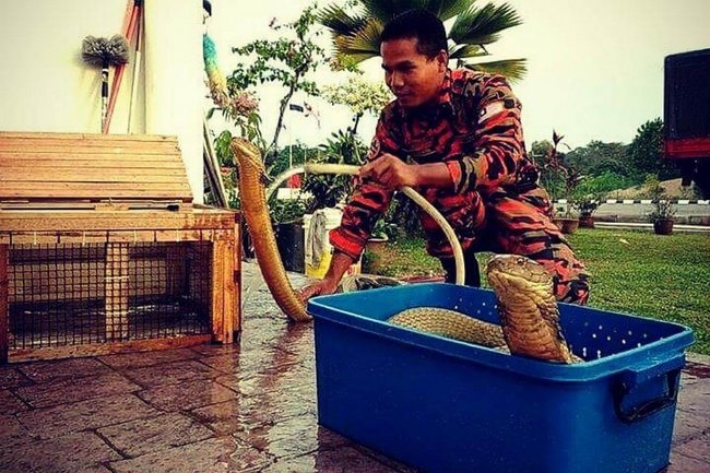 Sự thật về chàng trai Thái cưới hổ mang khổng lồ làm vợ - 3