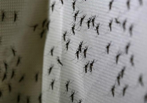 virus-zika-khong-con-la-tinh-trang-khn-cap-toan-cau