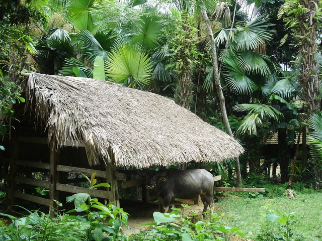 Chuồng trâu nhà họ Đặng, nơi người dân đồn thổi là có khối vàng 12 người khiêng. Ảnh: Đ.Thương